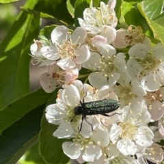 Eleale sp. (genus) at Deakin, ACT - 29 Oct 2023