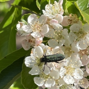 Eleale sp. (genus) at Deakin, ACT - 29 Oct 2023