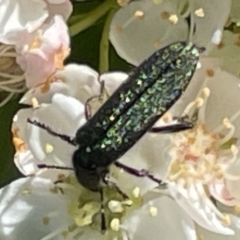 Eleale sp. (genus) at Deakin, ACT - 29 Oct 2023 10:14 AM