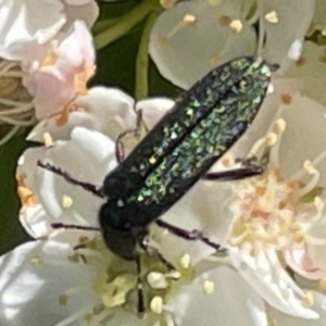 Eleale sp. (genus) at Deakin, ACT - 29 Oct 2023 10:14 AM