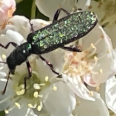 Eleale sp. (genus) at Deakin, ACT - 29 Oct 2023 10:14 AM