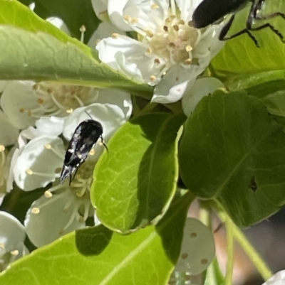 Mordella sp. (genus) (Pintail or tumbling flower beetle) at Red Hill NR (RED) - 28 Oct 2023 by JamonSmallgoods