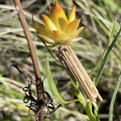 Clania lewinii (Lewin's case moth) at Red Hill Nature Reserve - 28 Oct 2023 by JamonSmallgoods