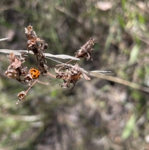 Coccinella transversalis at Red Hill NR (RED) - 29 Oct 2023