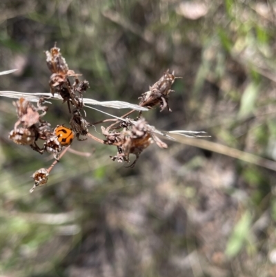 Coccinella transversalis (Transverse Ladybird) at Red Hill NR (RED) - 28 Oct 2023 by JamonSmallgoods