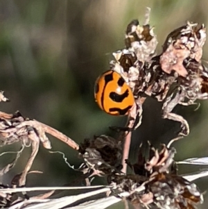 Coccinella transversalis at Red Hill NR (RED) - 29 Oct 2023