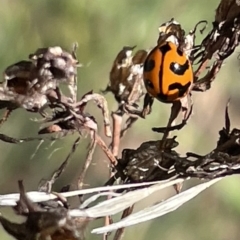 Coccinella transversalis at Red Hill NR (RED) - 29 Oct 2023