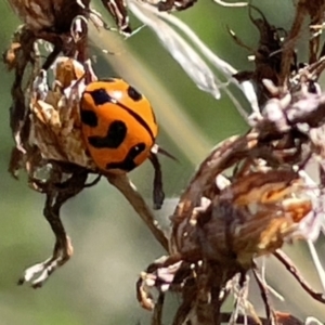 Coccinella transversalis at Red Hill NR (RED) - 29 Oct 2023