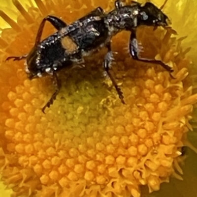 Eleale pulchra (Clerid beetle) at Red Hill Nature Reserve - 28 Oct 2023 by JamonSmallgoods