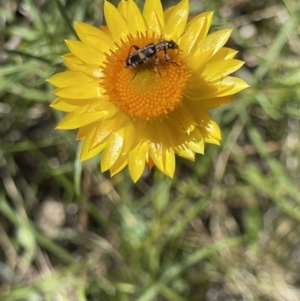 Eleale pulchra at Deakin, ACT - 29 Oct 2023