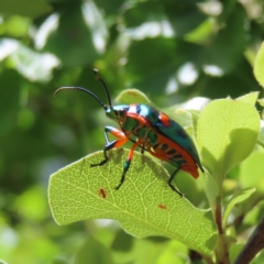 Scutiphora pedicellata (Metallic Jewel Bug) at QPRC LGA - 29 Oct 2023 by MatthewFrawley