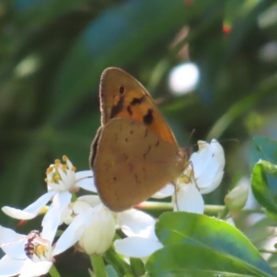 Heteronympha merope (Common Brown Butterfly) at QPRC LGA - 29 Oct 2023 by MatthewFrawley