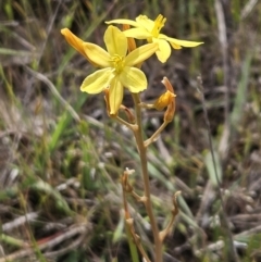 Bulbine bulbosa (Golden Lily, Bulbine Lily) at Belconnen, ACT - 22 Oct 2023 by sangio7