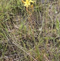 Bulbine bulbosa at Belconnen, ACT - 23 Oct 2023