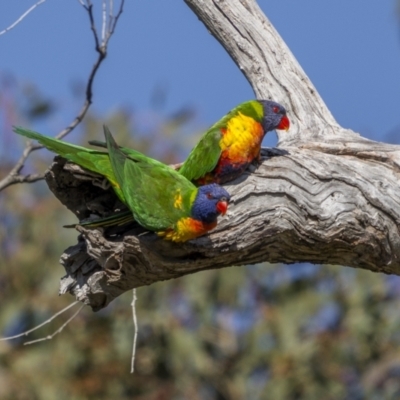 Trichoglossus moluccanus (Rainbow Lorikeet) at Symonston, ACT - 28 Oct 2023 by trevsci