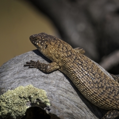 Egernia cunninghami (Cunningham's Skink) at Jerrabomberra, ACT - 29 Oct 2023 by trevsci