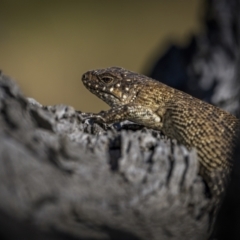 Egernia cunninghami at Jerrabomberra, ACT - 29 Oct 2023 09:01 AM