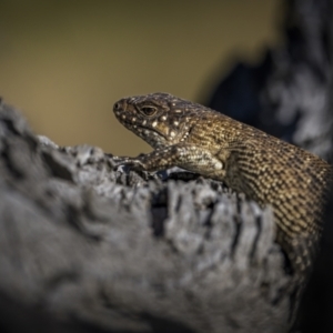 Egernia cunninghami at Jerrabomberra, ACT - 29 Oct 2023