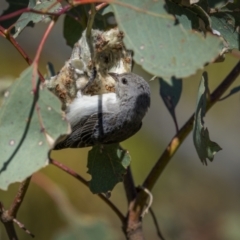 Dicaeum hirundinaceum (Mistletoebird) at Callum Brae - 28 Oct 2023 by trevsci