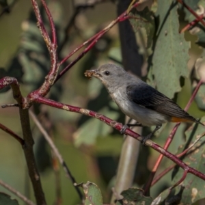 Dicaeum hirundinaceum at Jerrabomberra, ACT - 29 Oct 2023