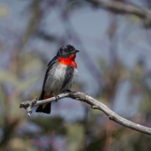 Dicaeum hirundinaceum at Jerrabomberra, ACT - 29 Oct 2023