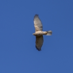 Accipiter fasciatus (Brown Goshawk) at Callum Brae - 28 Oct 2023 by trevsci