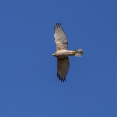 Tachyspiza fasciata (Brown Goshawk) at Jerrabomberra, ACT - 29 Oct 2023 by trevsci