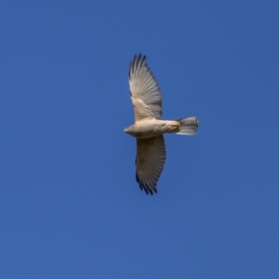 Accipiter fasciatus (Brown Goshawk) at Jerrabomberra, ACT - 28 Oct 2023 by trevsci