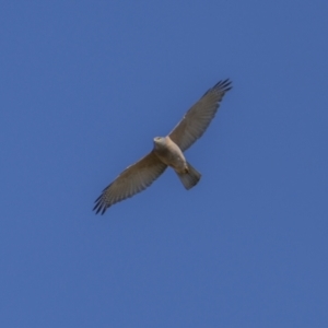 Tachyspiza fasciata at Jerrabomberra, ACT - 29 Oct 2023