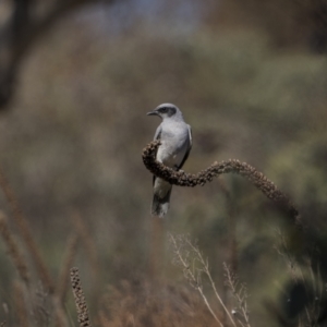 Coracina novaehollandiae at Jerrabomberra, ACT - 29 Oct 2023