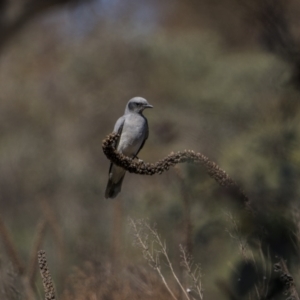 Coracina novaehollandiae at Jerrabomberra, ACT - 29 Oct 2023