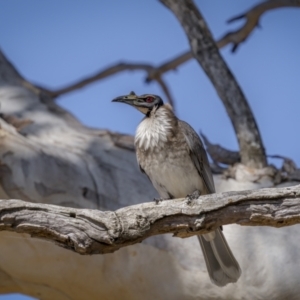 Philemon corniculatus at Jerrabomberra, ACT - 29 Oct 2023