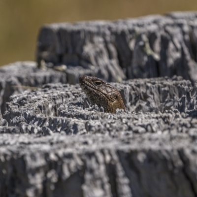 Egernia cunninghami (Cunningham's Skink) at Callum Brae - 29 Oct 2023 by trevsci