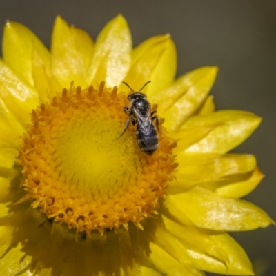 Lasioglossum (Chilalictus) sp. (genus & subgenus) (Halictid bee) at Callum Brae - 29 Oct 2023 by trevsci