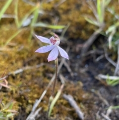 Caladenia mentiens (Cryptic Pink-fingers) at Yanakie, VIC - 29 Oct 2023 by Louisab