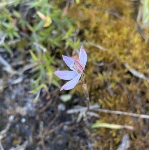 Caladenia mentiens at suppressed - suppressed