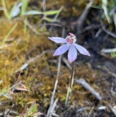 Caladenia mentiens at suppressed - suppressed