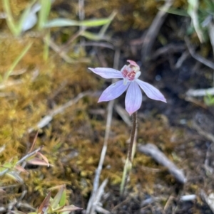 Caladenia mentiens at suppressed - suppressed