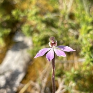 Caladenia mentiens at Yanakie, VIC - suppressed