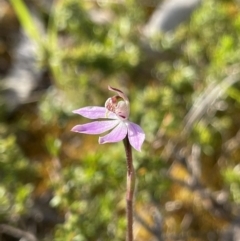 Caladenia mentiens at Yanakie, VIC - suppressed