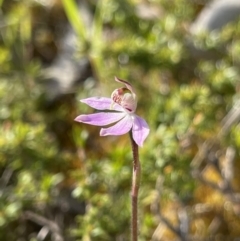 Caladenia mentiens at Yanakie, VIC - 29 Oct 2023