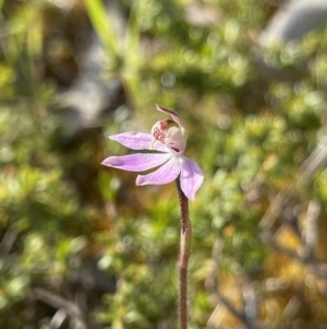 Caladenia mentiens at Yanakie, VIC - suppressed