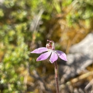 Caladenia mentiens at Yanakie, VIC - suppressed