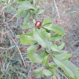 Prunus persica at Watson, ACT - 29 Oct 2023
