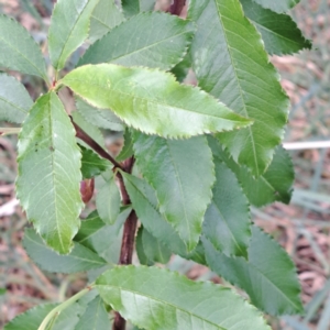 Prunus persica at Watson, ACT - 29 Oct 2023 02:30 PM