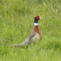 Phasianus colchicus (Ring-necked Pheasant) at King Island - 29 Oct 2023 by HelenCross