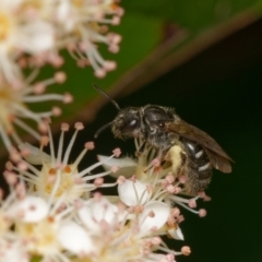 Lasioglossum (Chilalictus) sp. (genus & subgenus) (Halictid bee) at Downer, ACT - 29 Oct 2023 by RobertD