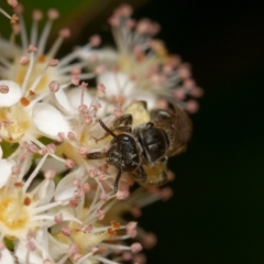 Lasioglossum (Chilalictus) sp. (genus & subgenus) at Downer, ACT - 29 Oct 2023