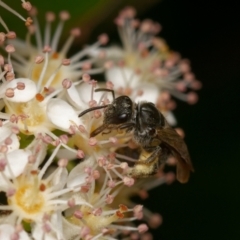 Lasioglossum (Chilalictus) sp. (genus & subgenus) at Downer, ACT - 29 Oct 2023 11:37 AM