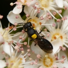 Hylaeus sp. (genus) (A masked bee) at Downer, ACT - 29 Oct 2023 by RobertD